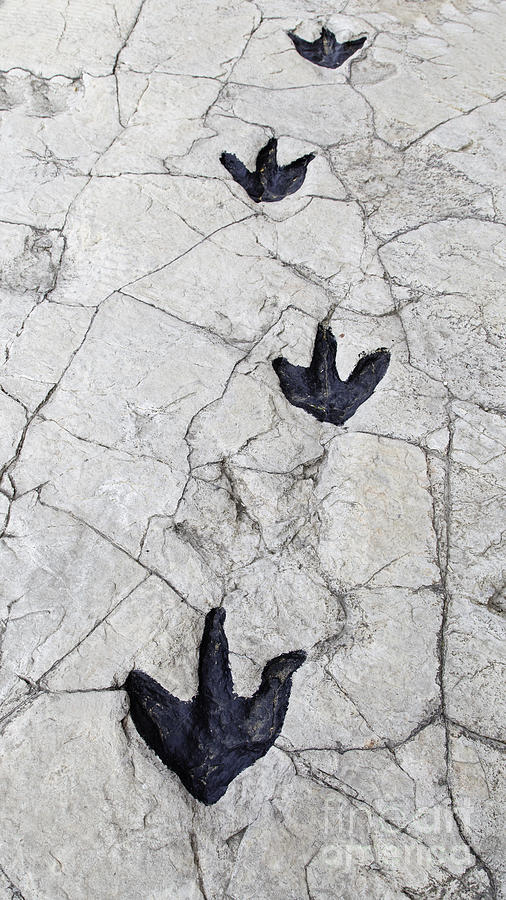 Paleontologists Photograph - Detail Of Dinosaur Tracks In Spain by Sergio Foto Paleontologists Photograph - Detail Of Dinosaur Tracks In Spain by Sergio Foto