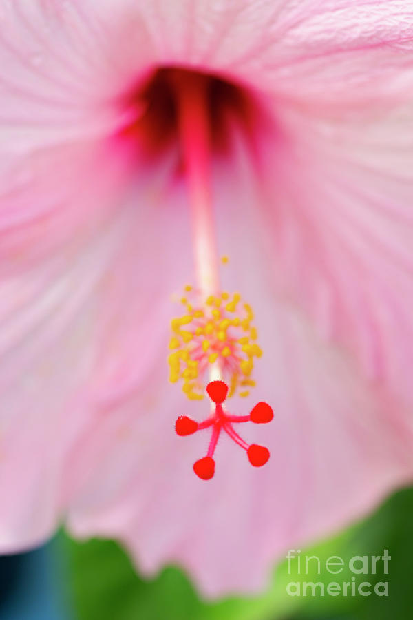 Detail of Hibiscus Pistil by Charmian Vistaunet Detail of Hibiscus Pistil by Charmian Vistaunet