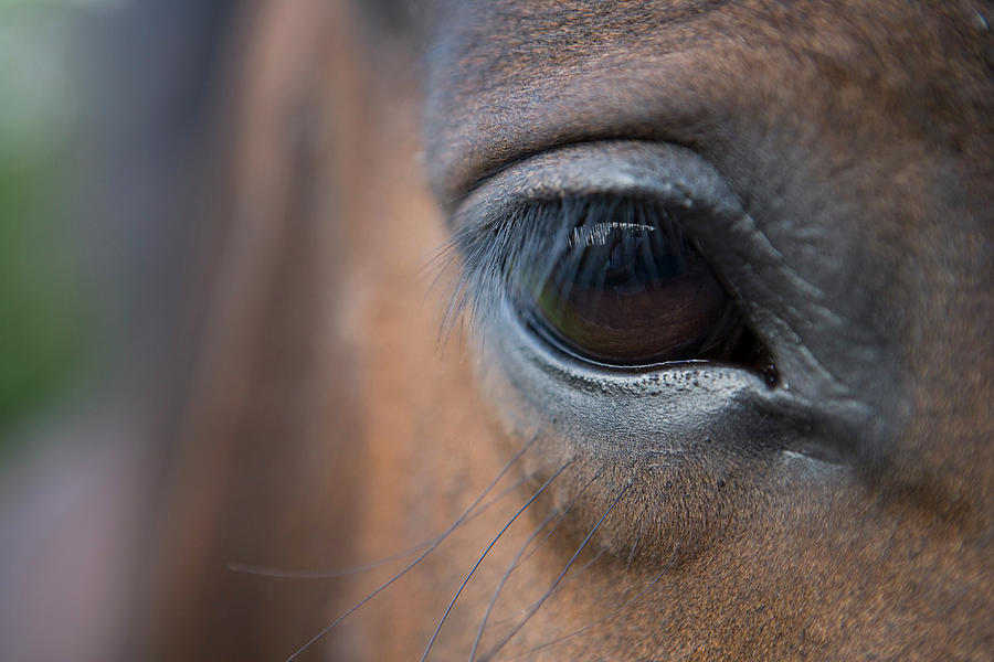Detail Of Horses Face, Near Lough Photograph by Holger Leue