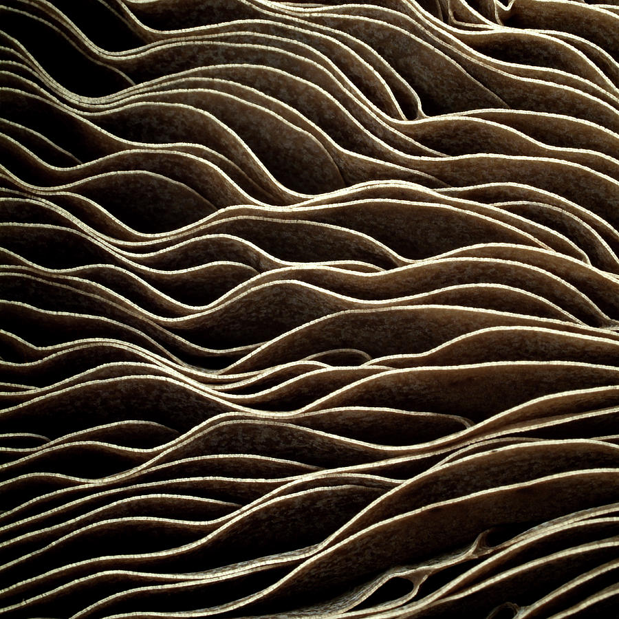 Still Life Photograph - Detail Of Mushroom by Tom Quartermaine