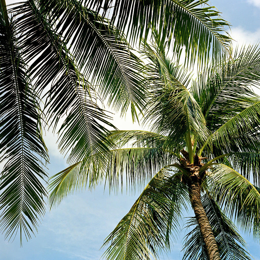 Detail Of Palm Trees Palma, Looking Up Photograph by Jon Shireman