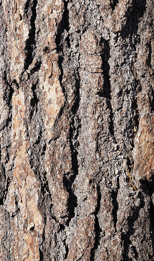 Detail of Ponderosa Pine bark  Photograph by Steve Estvanik
