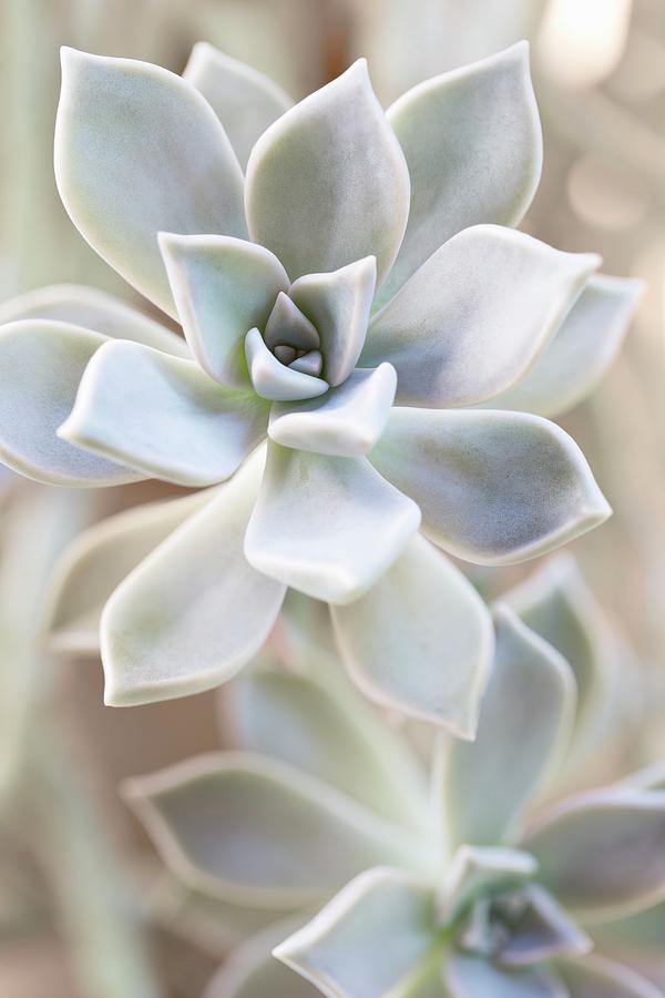 Detail Of Succulent Seen From Above Photograph by Sabine Lscher