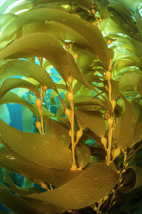 Detail Of The Gas Bladders And Fronds Of Giant Kelp, Usa Photograph by ...