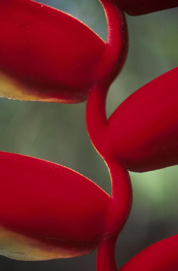 Detail Of The Heliconia Flower In Photograph by Veronique Durruty
