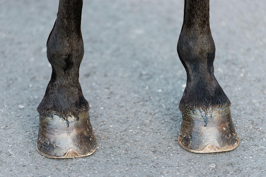 Detail Of The Hooves Of A Black Horse During The Celebration Of The Feast Of Saint George And The Dr Photograph