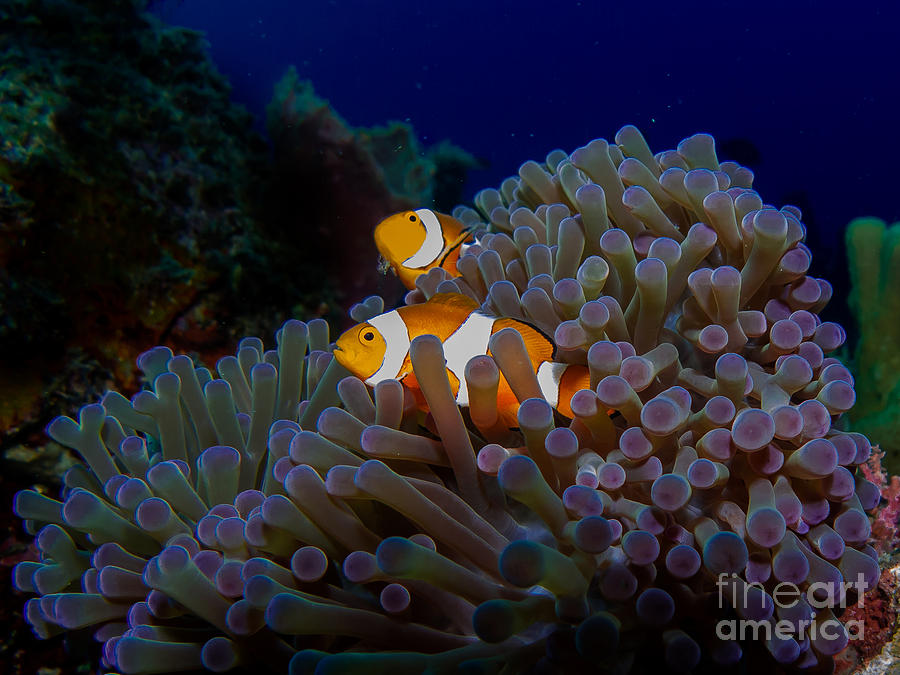 Couple Photograph - Detail Of The Purple Anemone Coral With by Kristina Vackova Couple Photograph - Detail Of The Purple Anemone Coral With by Kristina Vackova