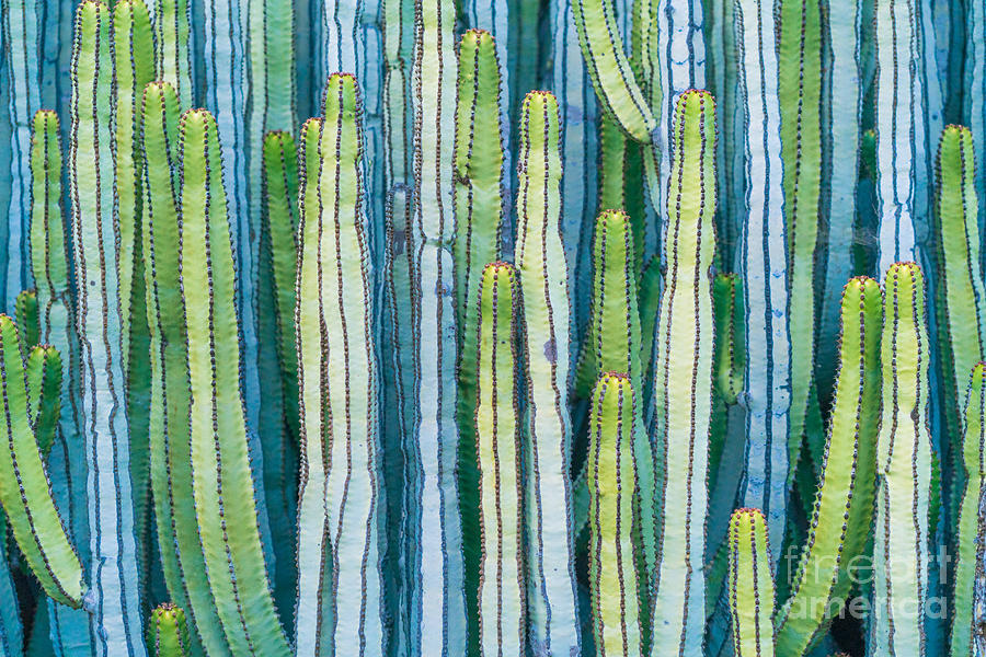 Spain Photograph - Detail View Of The Cardon Cactus In by Ed Reardon Spain Photograph - Detail View Of The Cardon Cactus In by Ed Reardon