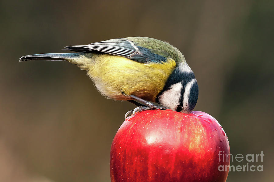 Detailed blue tit with beak inside a red apple Photograph by Simon Bratt