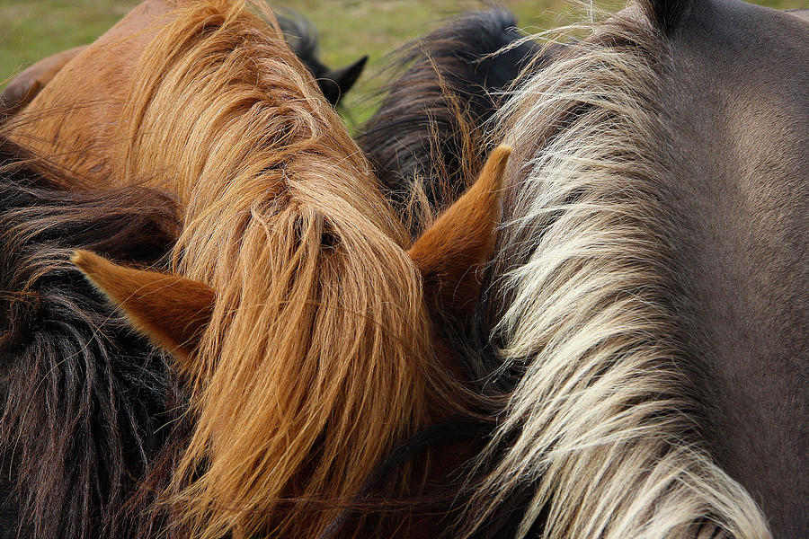 Detailed View Of Manes Of Icelandic Horses, South Iceland, Iceland, Europe Photograph by Sonia Aumiller