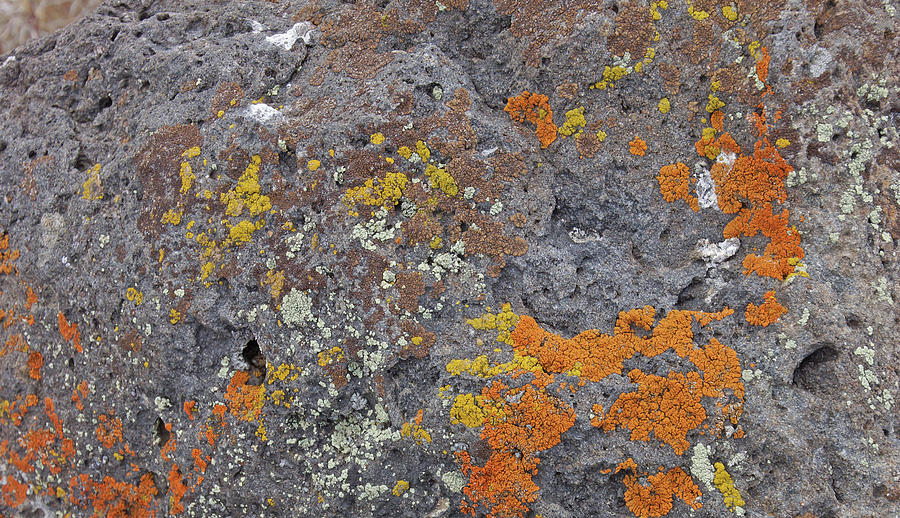 Details, brightly colored lichen on volcanic boulde Photograph by Steve Estvanik