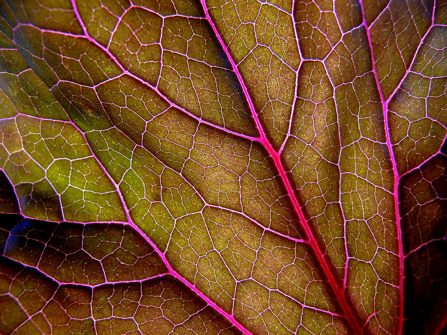 Details Of An Autumn Leaf Photograph by Julien Fourniol/baloulumix