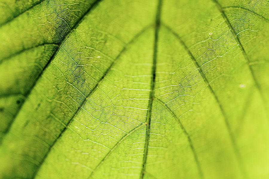 Details On A Leaf Photograph by Flyingfish Presents