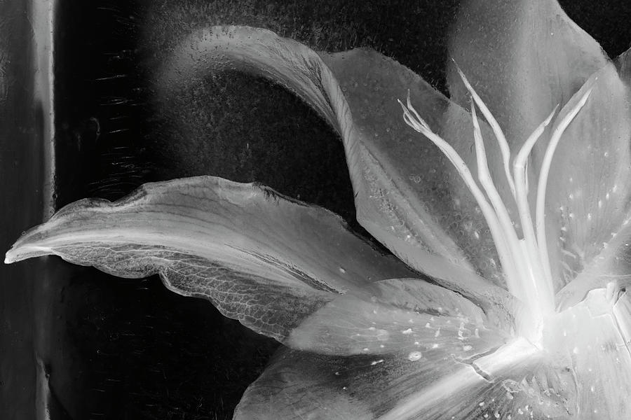 Black And White Photograph - Detalle Flor X by Moises Levy