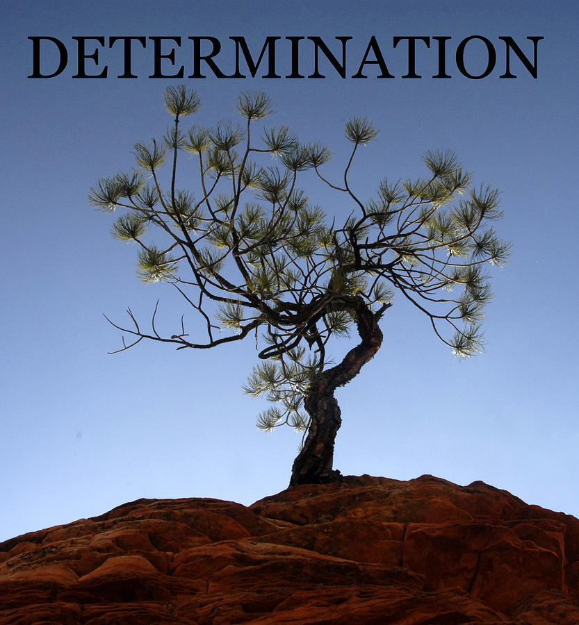 determination tree poster