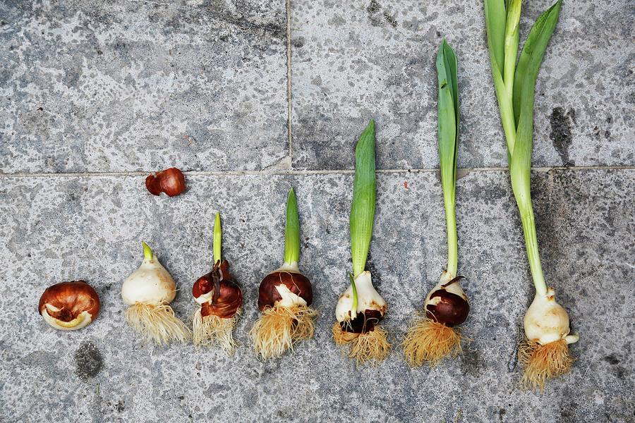 Development Of A Tulip From Bulb To Plant Photograph by Susanna Rosn