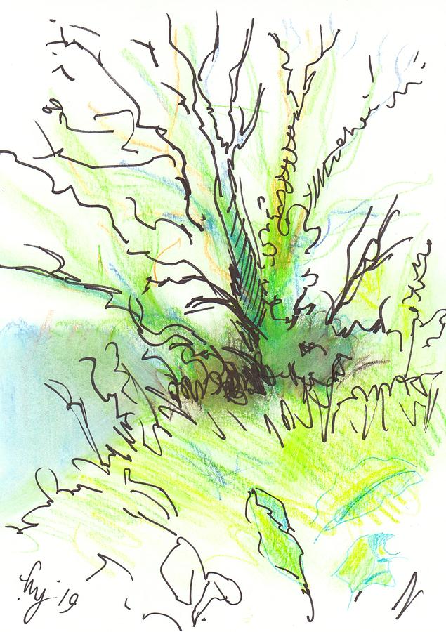 Devon tree hedgerow undergrowth drawing Drawing by Mike Jory