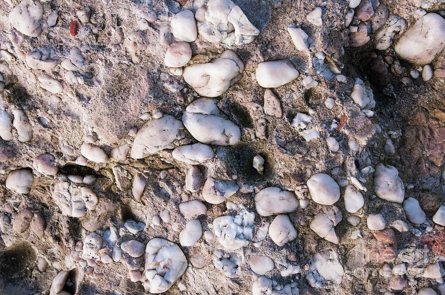 Old Red Sandstone Photograph - Devonian Old Red Sandstone Quartz Conglomerate by Andy Davies/science Photo Library