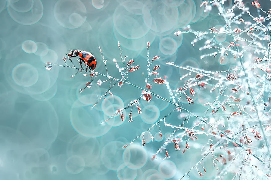 Ladybug Photograph - Dew Catcher by Latif Prihatmoko