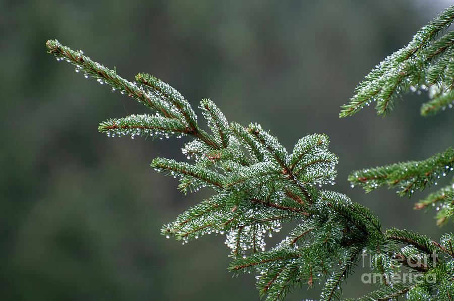 Christmas Photograph - Dew Covered Fir (abies Sp.) Needles by Photostock-israel/science Photo Library
