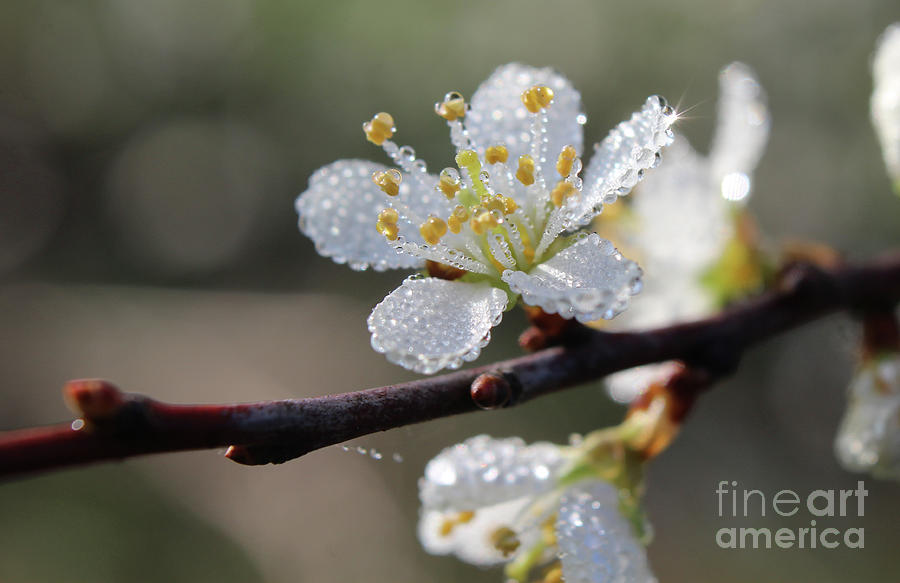 Flower Photograph - Dew Covered Blackthorn Prunus spinosa blossom by Imladris Images