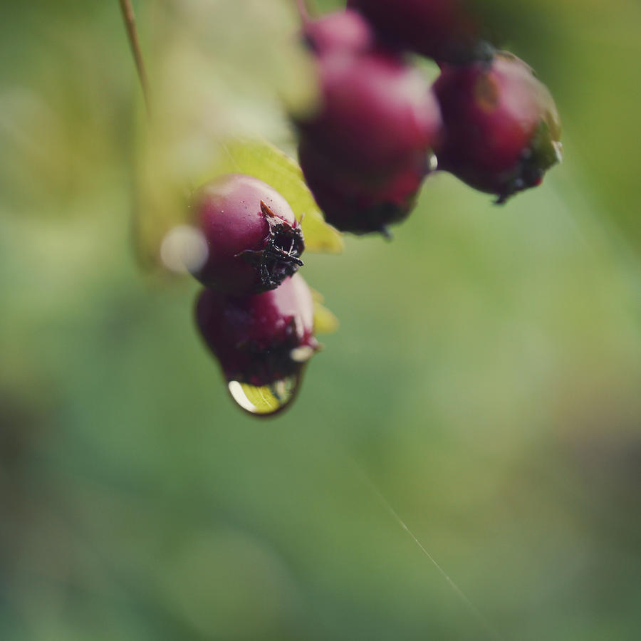 Dew Dripping From Berries Photograph by Kirstin Mckee