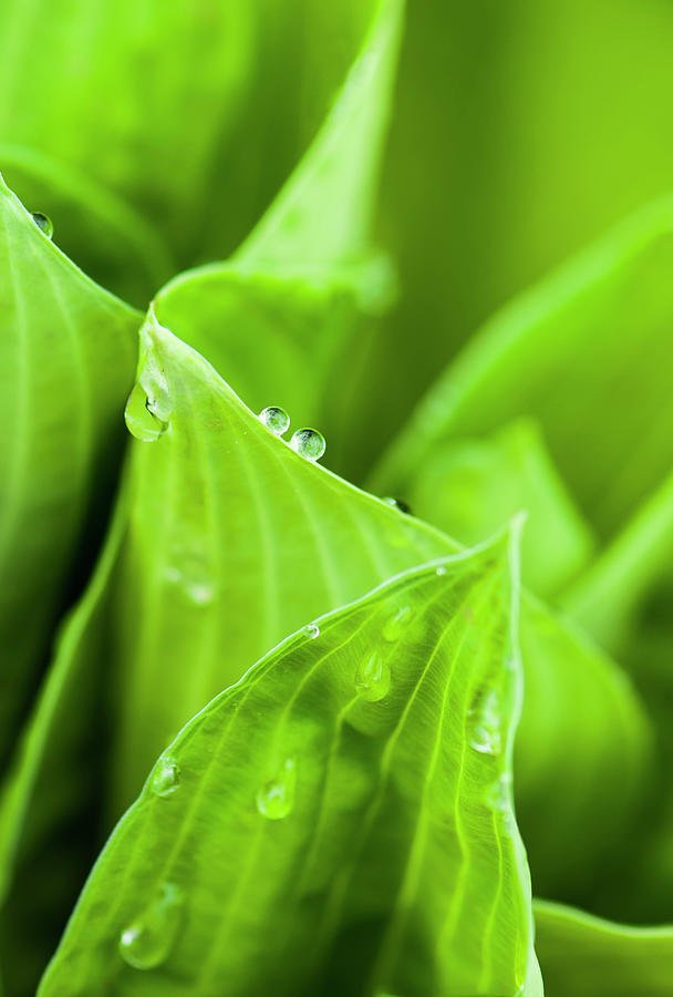 Dew Drop Duo Photograph by Ginger Stein - Fine Art America