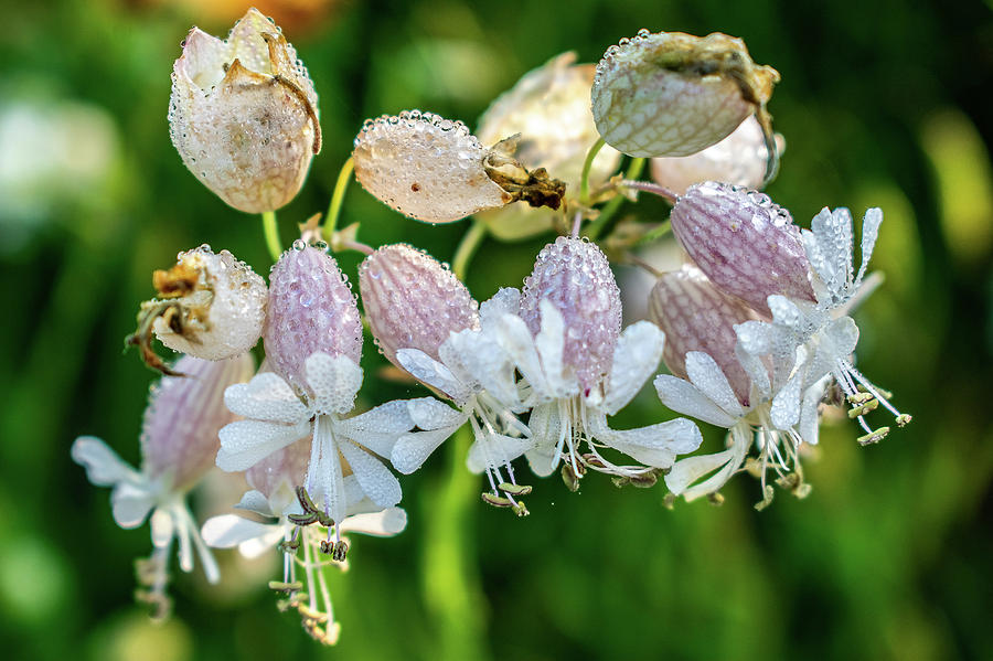 Dew Drop Flower Heads Photograph By Shauna Collins Pixels 1449