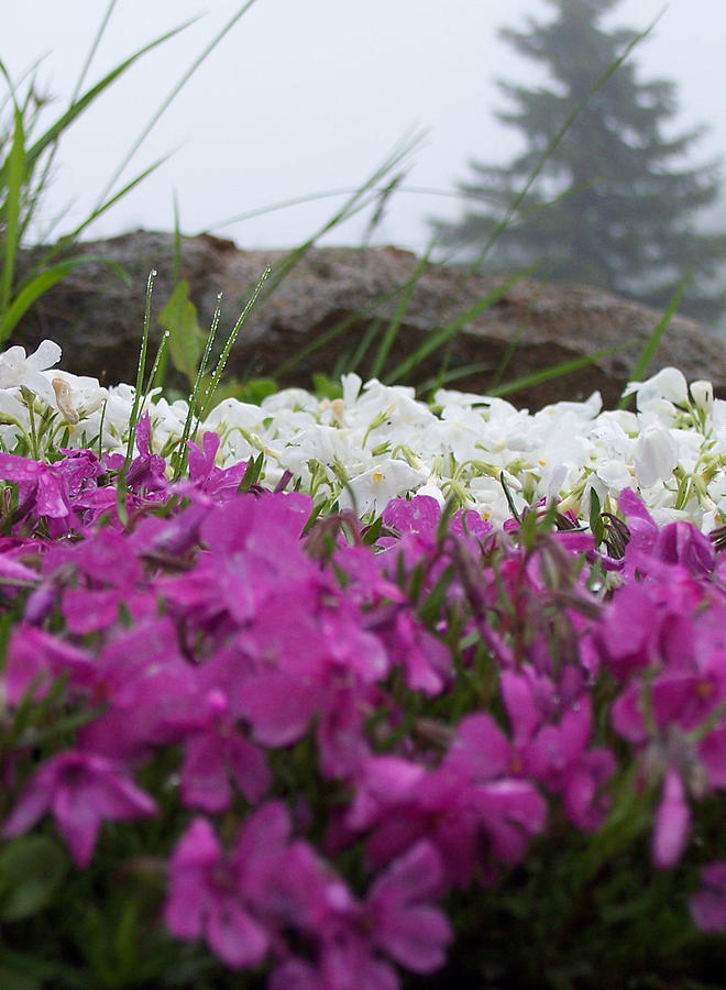 Landscape Photograph - Dew Drop by Kelly Council Landscape Photograph - Dew Drop by Kelly Council