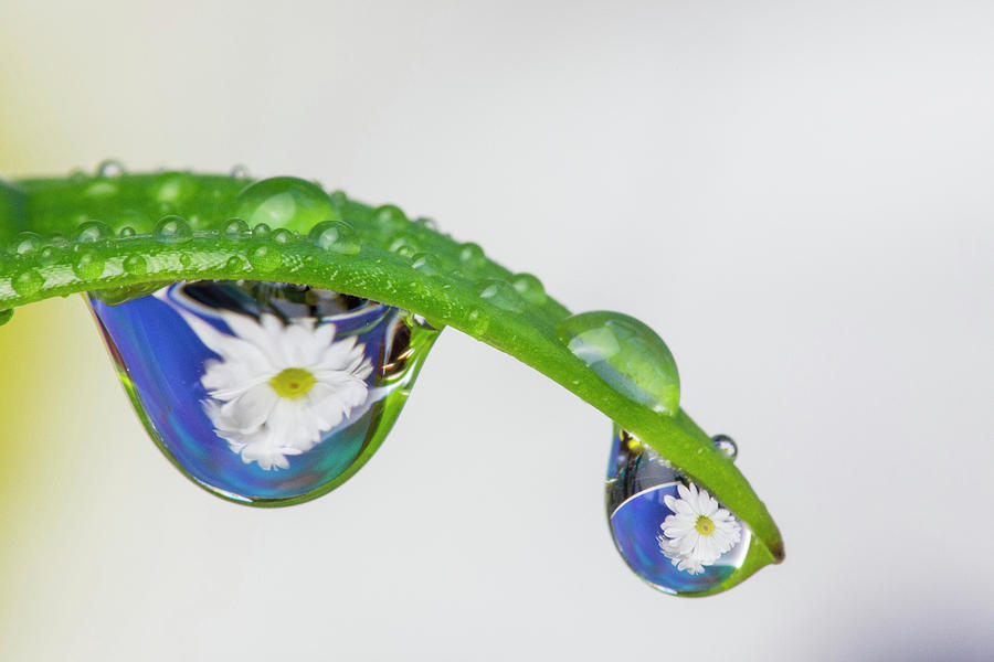 Daisy Photograph - Dew Drop Reflecting Flowers by Darrell Gulin