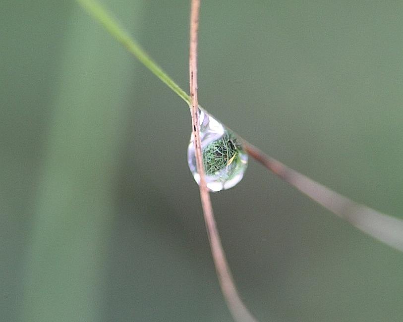 Dew Drop Reflections Photograph by Tina M Daniels   Whiskey Birch Studios