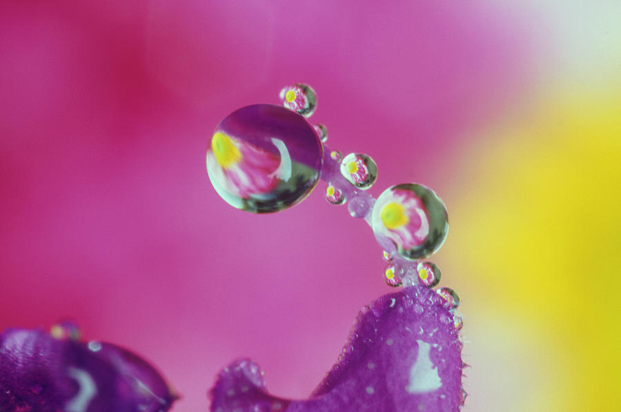 Dew Drop  Refracting Image Of Flower Photograph by Adam Jones
