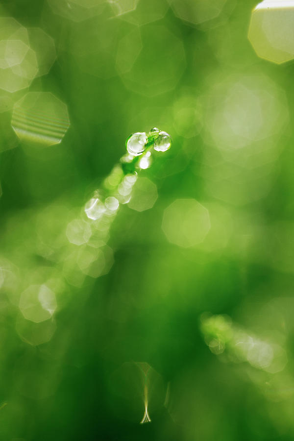 Dew Drops 2 Photograph by Seiji Nakai