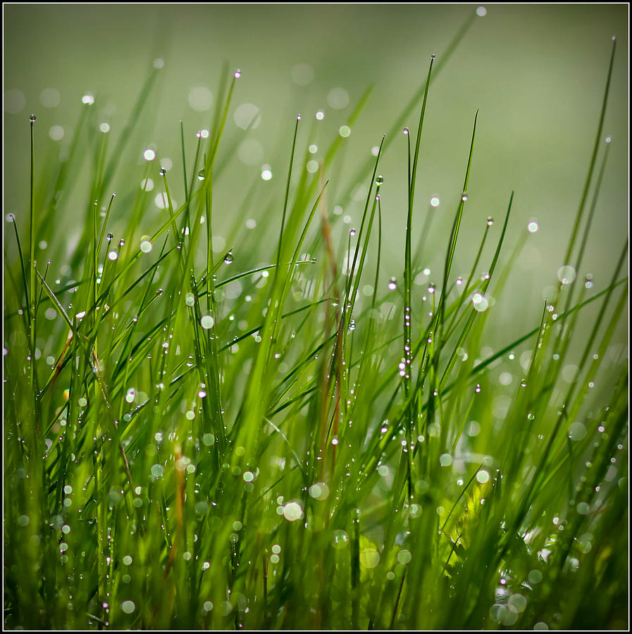 Dew Drops by Ana Lukascuk