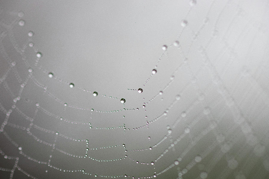 Dew drops on a spider web Photograph by Amber Photography