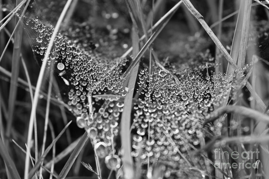 Dew Drops on Gossamer Photograph by Debra Banks