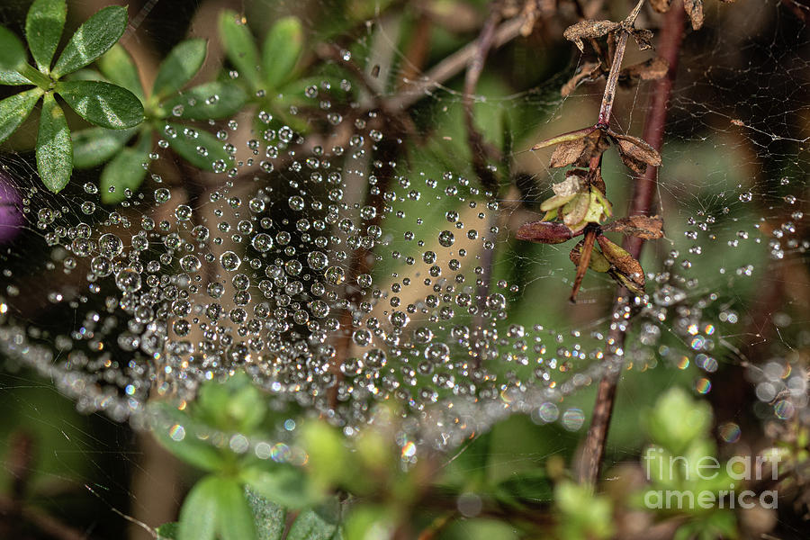 Dew Drops by Brian Roscorla Dew Drops by Brian Roscorla
