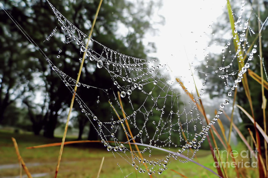 Dew Drops Photograph by D Hackett