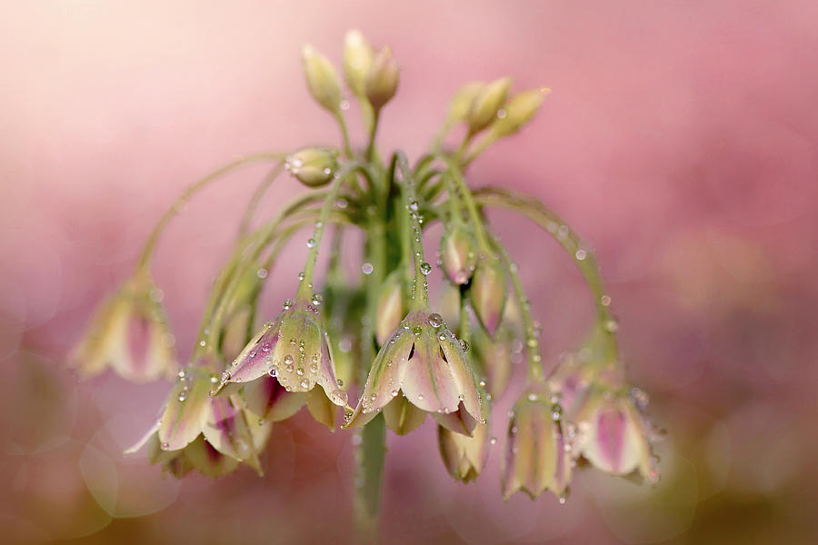 Flower Photograph - Dew Drops by Jacky Parker