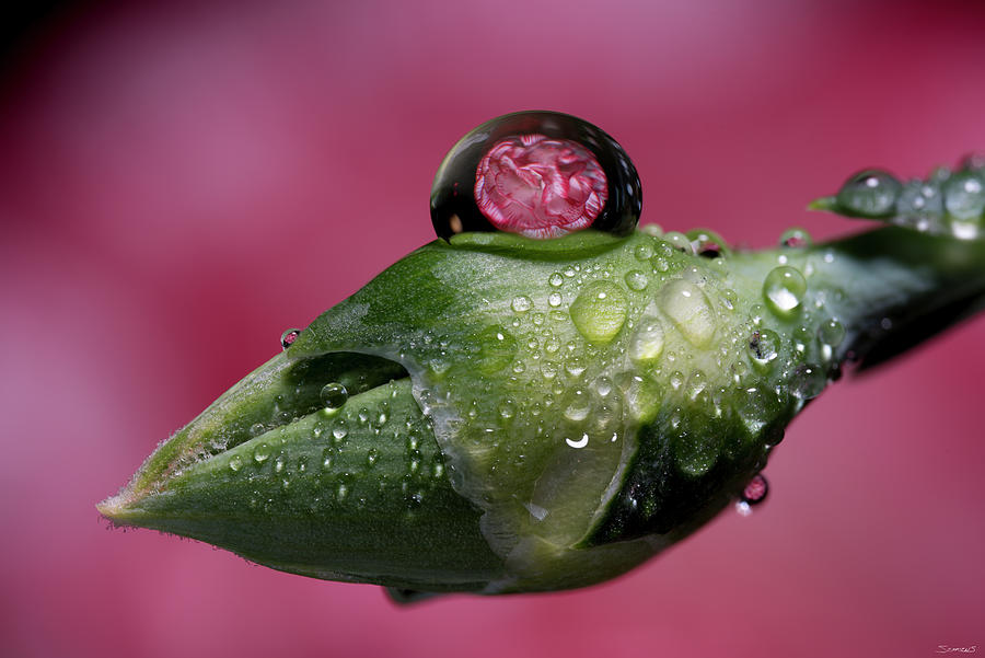 Flowers Still Life Photograph - Dew Drops Macro 04 by Gordon Semmens