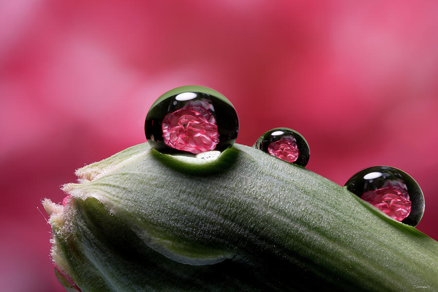 Flowers Still Life Photograph - Dew Drops Macro 06 by Gordon Semmens