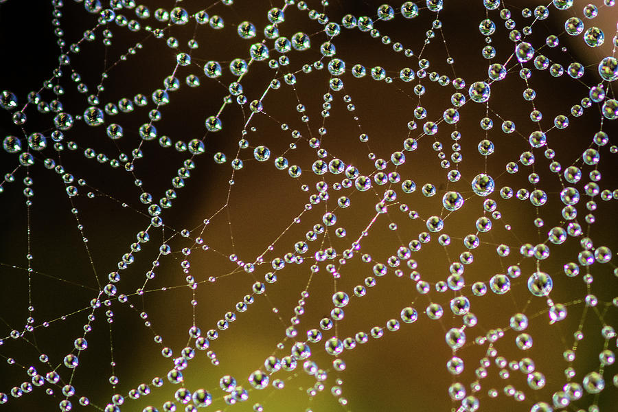 Dew Drops Macro Photograph by P. Medicus