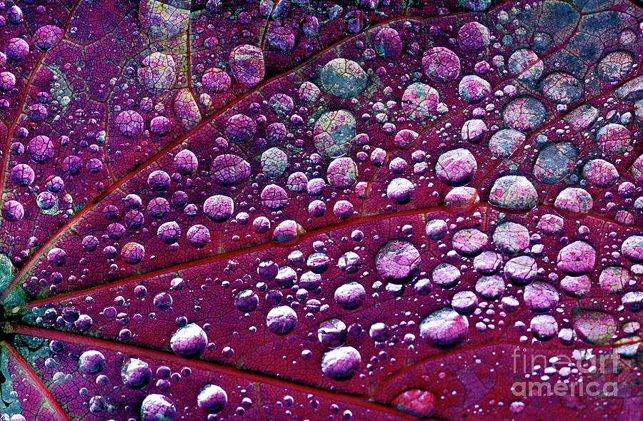 Dew Drops On A Leaf Photograph by Dr Keith Wheeler/science Photo Library