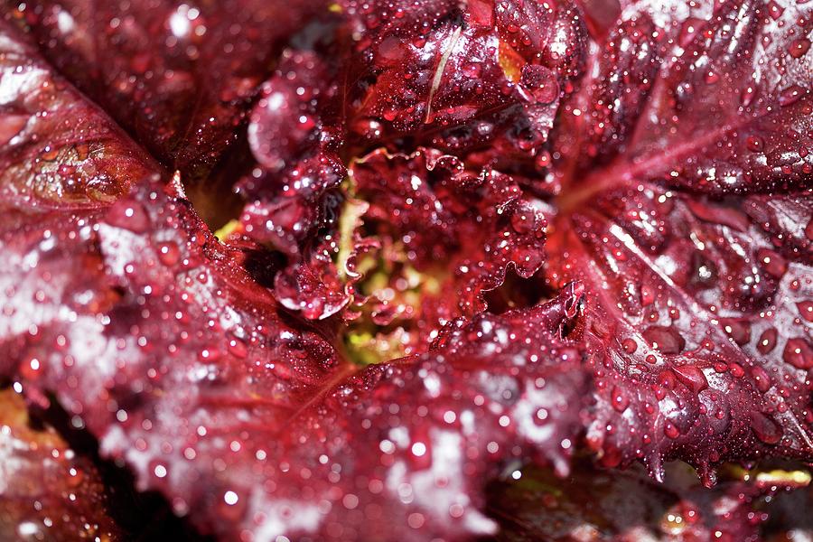 Dew Drops On A Red Lettuce Leaf seen From Above Photograph by Michael ...