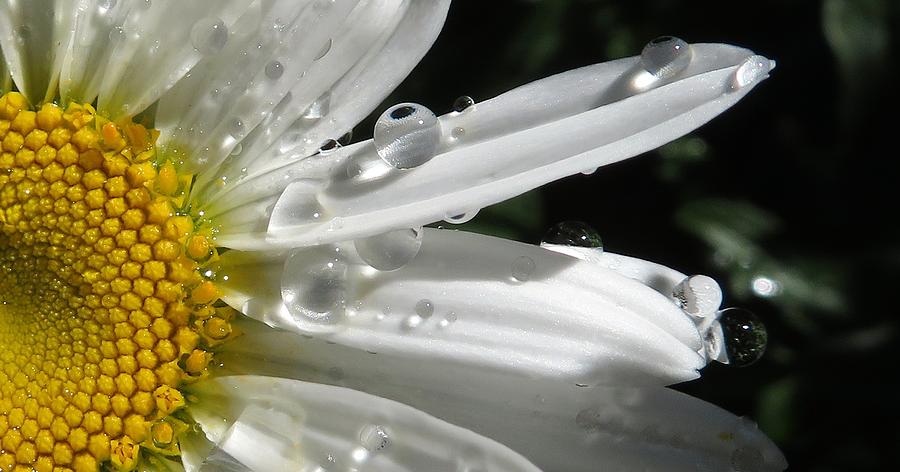 DROPS Daisy