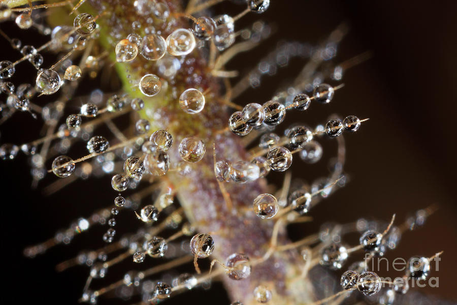 Dew Drops On A Spider Web Photograph by Olivier Vandeginste/science Photo Library