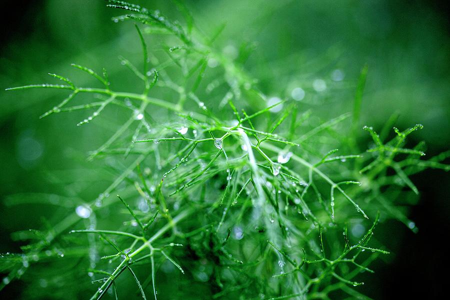Dew Drops On Fennel Leaves close-up Photograph by Michael Van Emde Boas