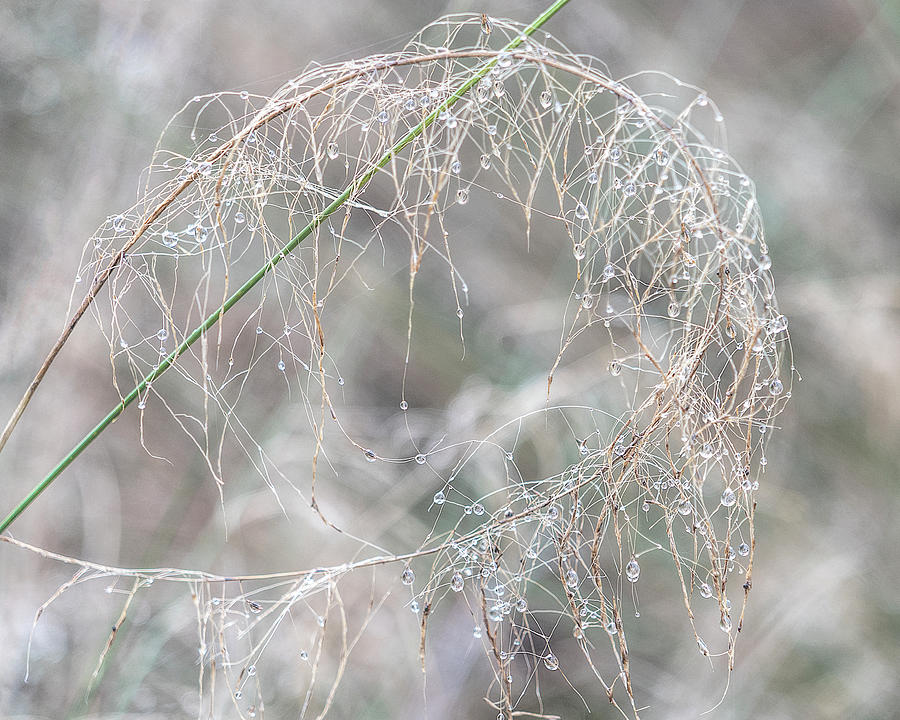 Dew Drops on Fenney Trail Photograph by Betty Eich