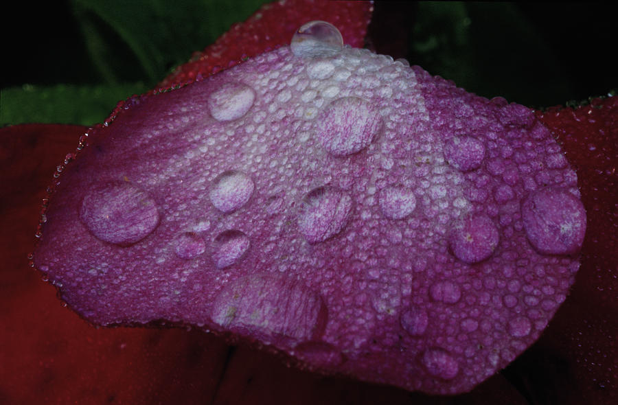 Dew Drops On Flower Petal, Close-up Photograph by Tony Sweet