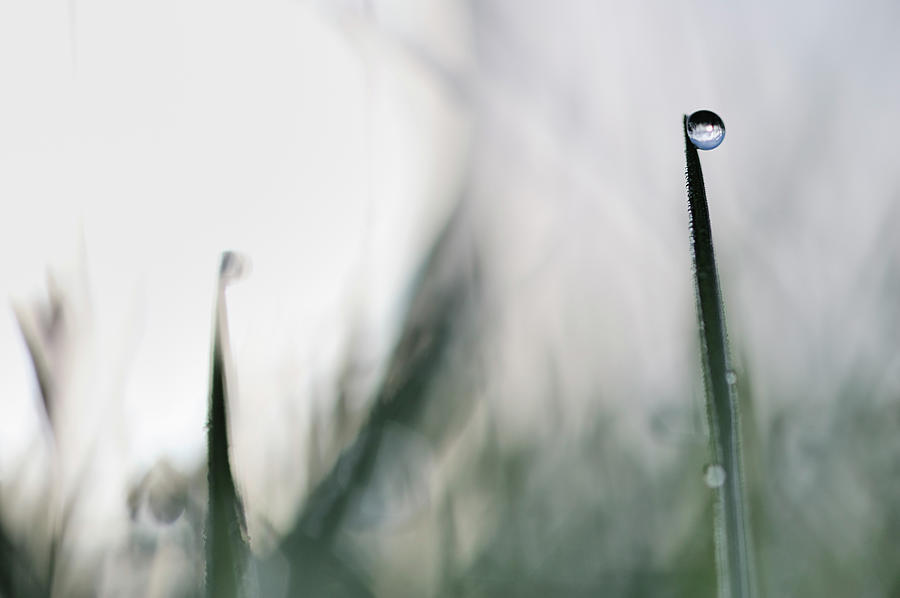 Dew Drops On Grass At Backlight, Close Photograph by Martin Ruegner